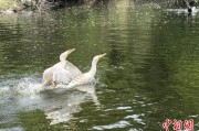 何为六爻吉林：罕见白鸬鹚连续两年“故地重游”