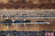 何为六爻歙县完成安徽首个县域生物多样性调查 共记录物种近4千种