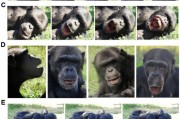 何为六爻国际最新研究：机器人“打哈欠” 黑猩猩被传染